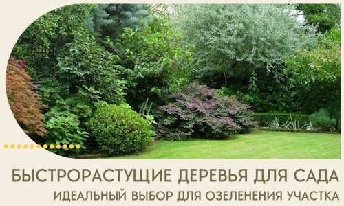 Быстрорастущие деревья для сада идеальный выбор в Одинцове