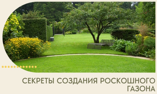 Секреты создания роскошного газона в Одинцове